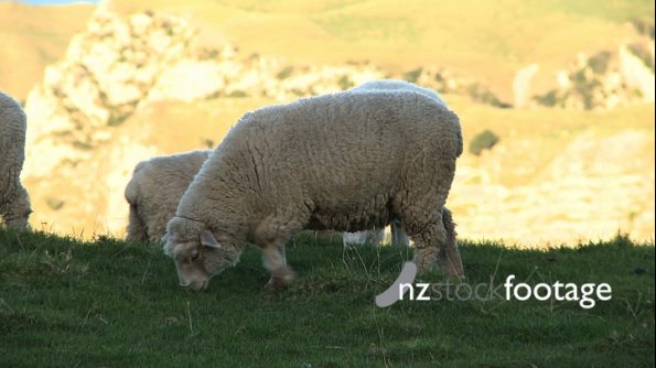 Sheep Eating on Hill 1 2828